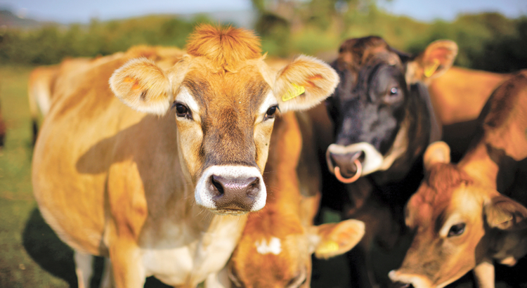 Großbritannien Jersey Kuh Foto Visit Jersey